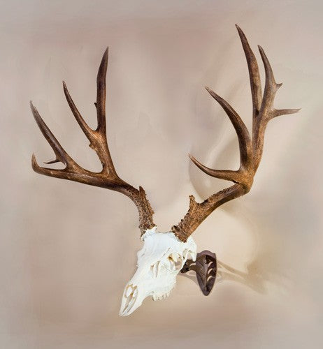 Skull Hooker Little Hooker - Powder Coat Brown